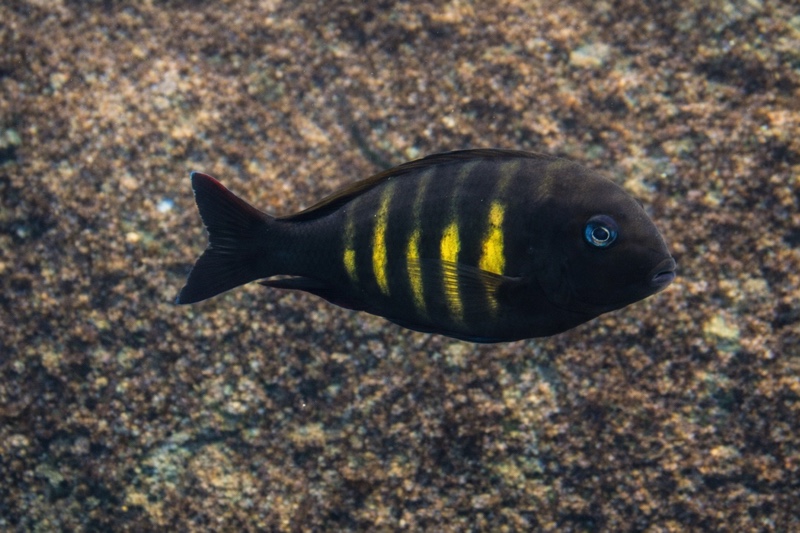Tropheus sp. 'kipili' Lupita Island